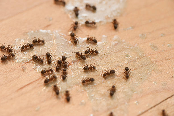 Best Emergency Pest Control  in West Bay Shore, NY
